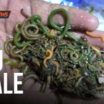 🔴 Bau Nyale, Gema Literasi, Pelepasan PKL, Buku Antologi | SAPTANEWS - SENIN, 09 FEBRUARI 2026